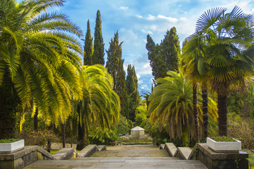 Sochi, Russia. View of the stairs down and palm trees