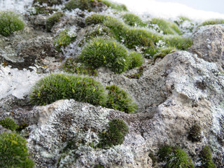Green moss with water droplets on the rocks. Spring in the mountains