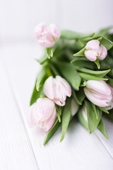 Beautiful spring flowers tulips on a white background. Free space