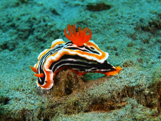 Fototapeta na wymiar True sea slug