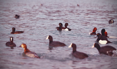 утки и чайки плавают на море 
