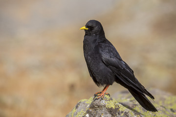 Chocard à bec jaune (Pyrrhocorax graculus), Parc National des Ecrins, région du Briançonnais, Hautes-Alpes
