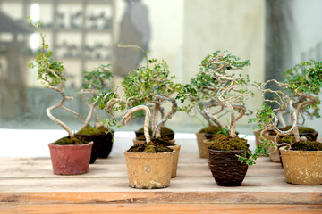 Many small bonsai tree in the clay pot on wooden floor and blurred modern house background.