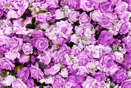 Fototapeta Purple rose flowers bouquet background for Valentine's Day decoration, top view.