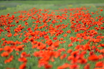 Poppy field 