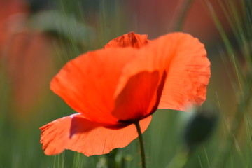 Fototapeta premium Kwiat maku w przyrodzie