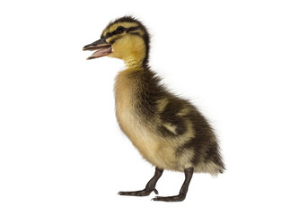 Mallard duckling beak open quacking, on a white background.