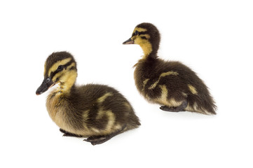 Two resting Mallard ducklings age 2 weeks. White background.