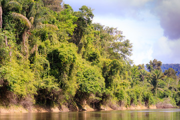 The nature of Surinam