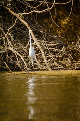 Great egret in the jungle of Surinam