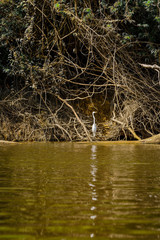 Great egret in the jungle of Surinam