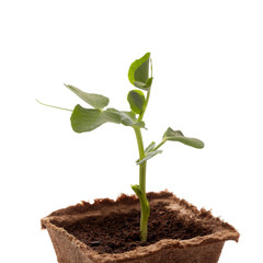 Young pea seedling