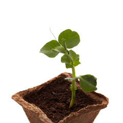 Young pea seedling