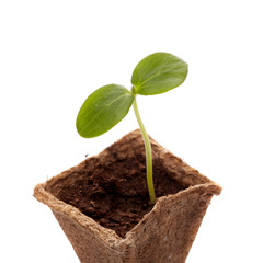 Young cucumber seedling