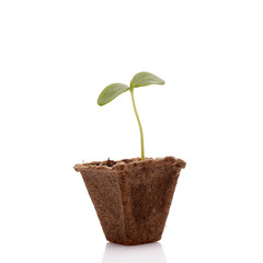 Young cucumber seedling