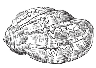 Hand drawing seashell-26