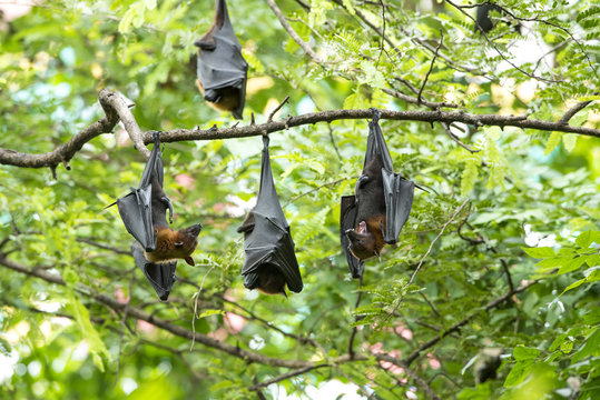 Bats are hanging head ( Lyle's flying fox)