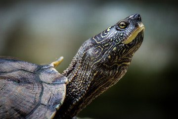 Close Up of Terrapin Turtle