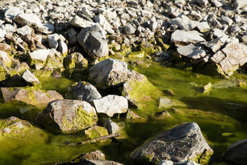 stones with algae in a lake