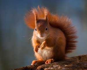 European red squirrel sitting at a lake - obrazy, fototapety, plakaty