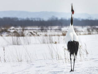 Japanese Red Crowned Crane © Distinguished Shots