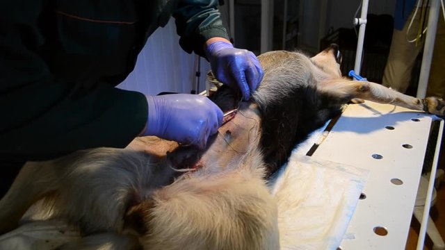 Veterinarian sews up a dog after a surgery close-up
