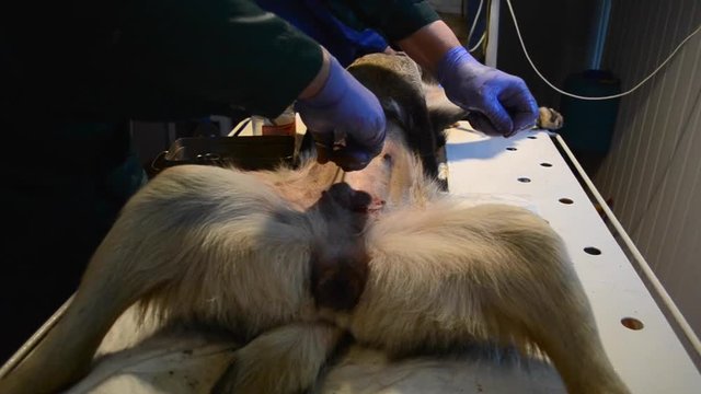 Veterinarian sews up a dog after a surgery close-up. Operation of the dog on the abdominal cavity close-up