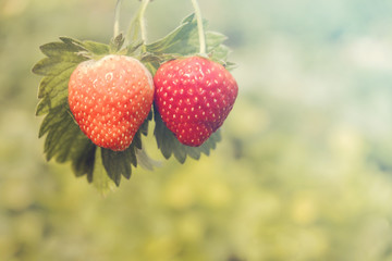 Strawberry on a green background.