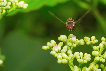 Fly , Unidentified , Aarey Milk Colony , INDIA