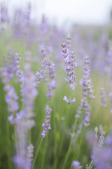 lavander flower
