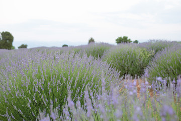 Fototapeta premium lavander