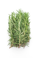 fresh rosemary on white background