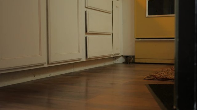 Big ugly rodent coming out of kitchen cabinets.