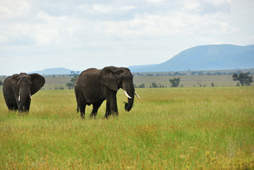 African elephants , Serengeti, Tanzania