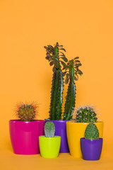Beautiful green cactuses in colorful pots isolated on yellow