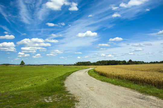 Country road, meadow and grain
