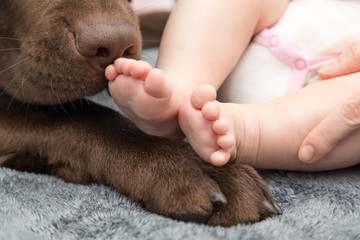 little baby foot with labrador