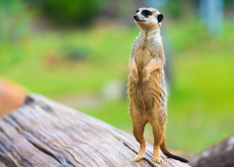 Fototapeta premium Portrait of Meerkat Suricata suricatta, African native animal, small carnivore belonging to the mongoose family