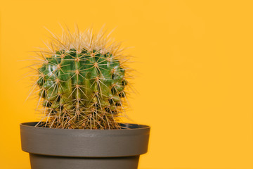 Close-up view of beautiful green cactus in pot isolated on yellow