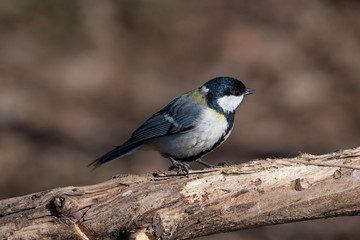 The great tit (Parus major) is a passerine bird in the tit family Paridae