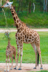 Young baby giraffe with its mother, African native animals