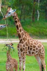 Young baby giraffe with its mother, African native animals