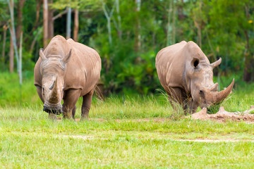 Obraz premium Southern white rhinoceros, endangered African native animals