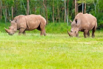 Obraz premium Southern white rhinoceros, endangered African native animals