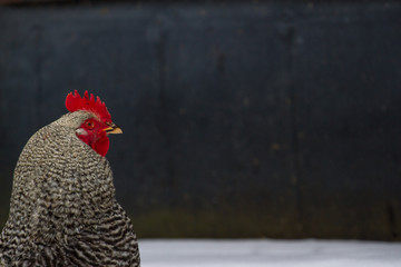 Colorful bossy rooster in snow, wintertime. Color cock