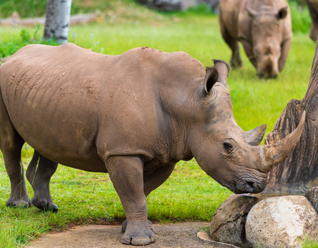 Southern white rhinoceros, endangered African native animals