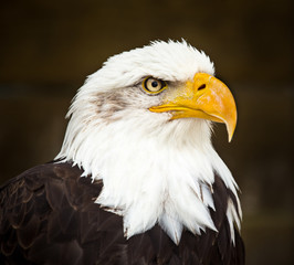 Portrait of Bald eagle (Haliaeetus leucocephalus)