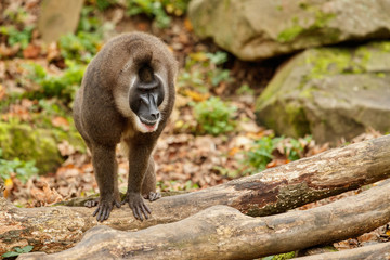 Drill monkey, Mandrillus leucophaeus, resting in the nature habitat area. Beautiful and critically endangered species in action. Dril in nature habitat. Beautiful wild animal in captivity.