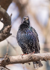 Starling on the tree. European Starling (Sturnus vulgaris)