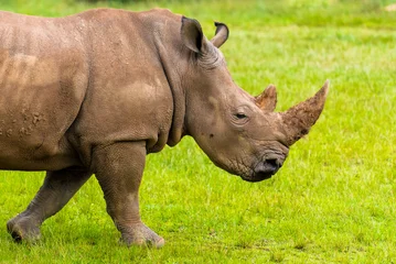 Foto op Plexiglas Portrait of Southern white rhino, endangered African native animal © stanciuc